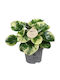 Peperomia 'green Gold' 12cm