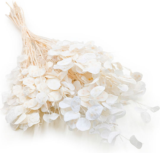 Monthly Dried Lunaria Bleached