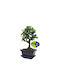 Αυθεντικό Bonsai Carmona Baby