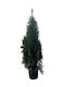 Thuja Smaragd 90/110