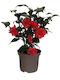 Camelia Japonica 2l
