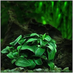 Anubias Barteri Var Nana Bonsai Moss Nano Stone