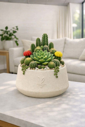 Stewehome Dekorative Topfpflasche aus Beton Kaktus Sukkulenten Bonsai Creme 15x10 cm