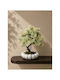 Stewehome Decorative Artificial Bonsai Kasbati White Pot White