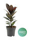 Ficus Ficus Elastica Melany XL