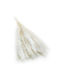 Mini Pampas Grass Bleached