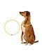 Ошийник За Куче 22см