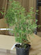 Филаделфус Philadelphus Bouquet Blanc XXL Ароматен