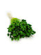Dried Phalaris Canary Canary Grass Green