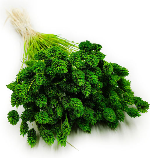 Dried Phalaris Canary Canary Grass Green