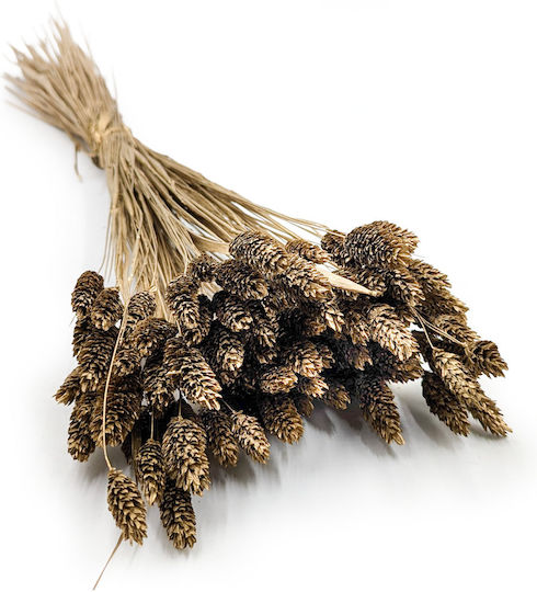 Dried Phalaris Canary Canary Grass Golden