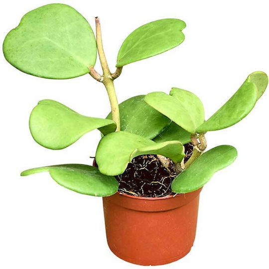 Hoya Kerrii Рънърс 8см Hoya Kerrii Рънърс 8см
