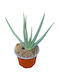Green Leaf Aloe Plicatilis 13cm