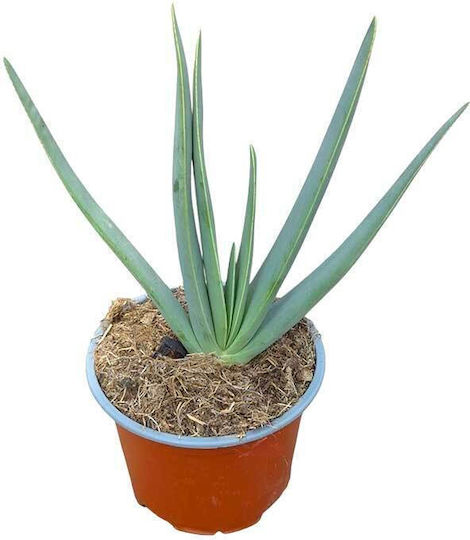 Aloe Plicatilis 13cm Aloe Plicatilis 13cm