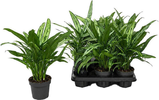 Aglaonema 'cutlass' 12cm