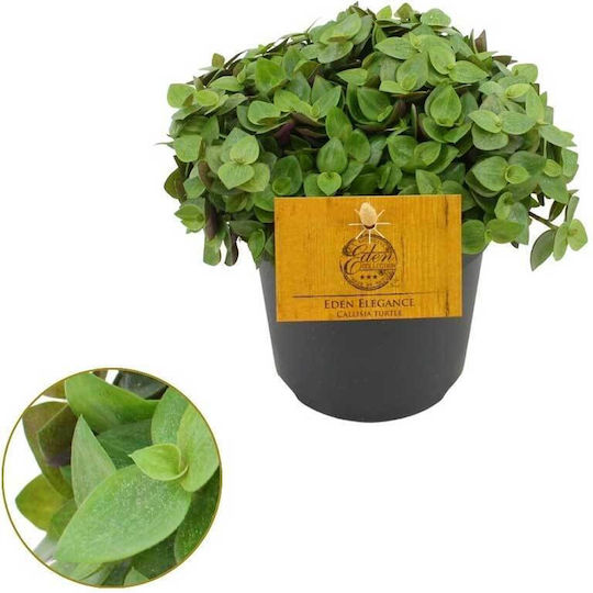 Callisia Repens 'turtle' 12cm
