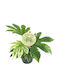 Fatsia 'Variegata' 14см