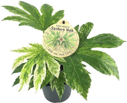 Fatsia 'variegata' 14cm