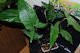 Anubias Gilleti