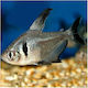 Black Phantom Tetra 3cm
