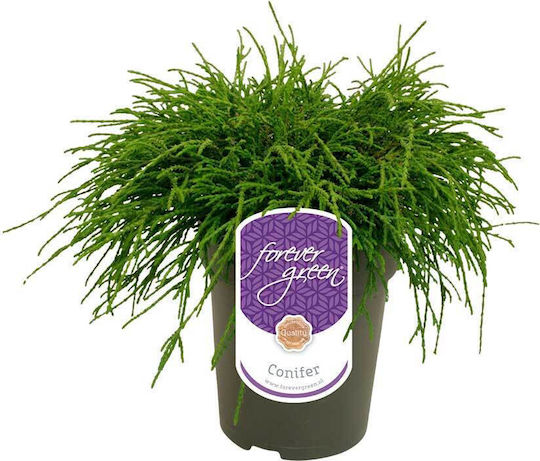 Chamaecyparis 'filifera Nana' 15cm
