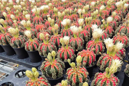Gymnocalycium Mih Japan Mehrfarbig 7,5cm