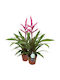 Guzmania Claire