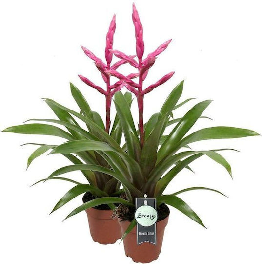 Γκουσμάνια Guzmania Claire Γκουσμάνια Guzmania Claire