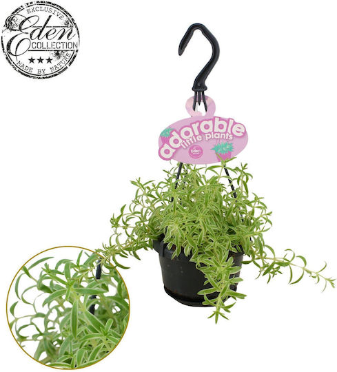 Sedum Lineare Variegata Ghiveci Suspendat Sedum Lineare Variegata Ghiveci Suspendat
