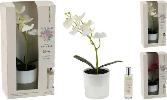 Koopman Orchid in Pot with LED