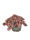 Sedum Cyaneum 'sachalin' 12cm