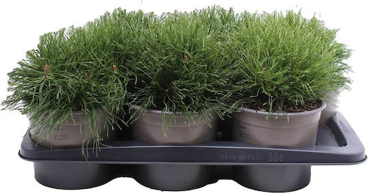 Pinus Mugo 'pumilio' 17cm