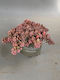 Σέντουμ Sedum Cyaneum Sachalin