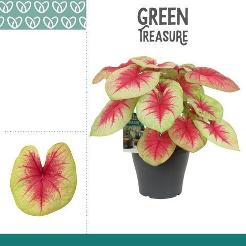 Caladium Lămâiță Bush