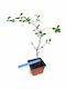 Лагерстремия Lagerstroemia Indica Дърво Нийм Растение