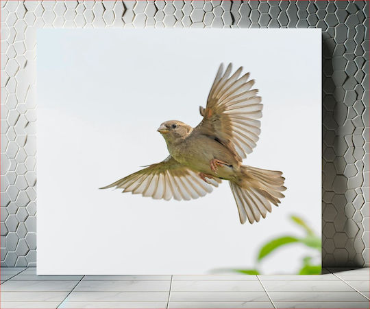 Gemälde Bird In Flight Πουλί Πτήση 120x120