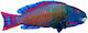 Dubi Plush Toy 50 cm