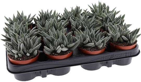Crassula Tenelli 8.5cm