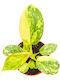 Φιλόδενδρο Philodendron Green Congo Variegata
