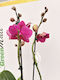 Phalaenopsis Mf Bohemian Pavarotti 2 Stems