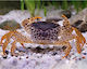 Parathelphusa Pantherina M