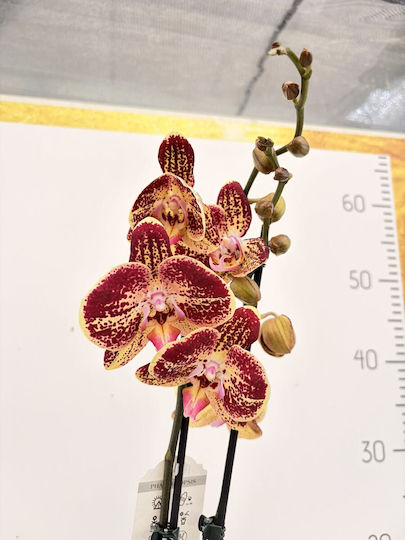 Phalaenopsis Mf Gelb Rote Cookie 2 Stiele