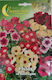 Primasem Phlox Seeds 1gr