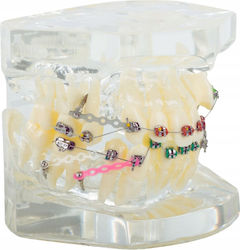 Dental Modellgerät 100 60