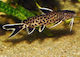 Live Aquarium Fish Lf African Catfish Synodontis Petricola Catfish M 10 Cm