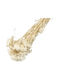 Buchet Uscat Semințe Ivoire Decorativ Natural Buchet 70cm L124iv Riniotis Rin-l124iv