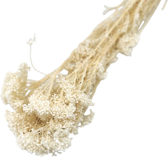 Buchet Uscat Semințe Ivoire Decorativ Natural Buchet 70cm L124iv Riniotis Rin-l124iv
