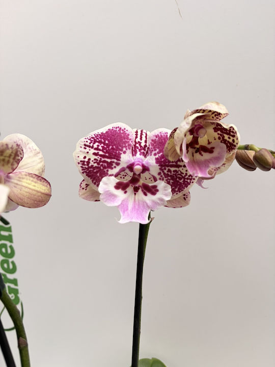 Phalaenopsis Mf Anatolian Fireworks 2 Tulpini