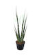 Sansevieria 'digitorum' Ø10.5 Cm
