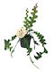 Eufloria Epiphyllum Anguliger Ø5,5 cm